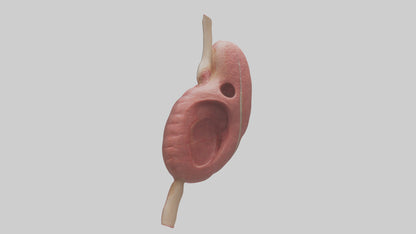 3D model Human Spleen Model VR / AR / low-poly