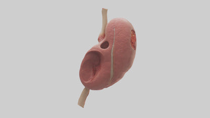 3D model Human Spleen Model VR / AR / low-poly