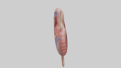 3D model Human Spleen Model VR / AR / low-poly