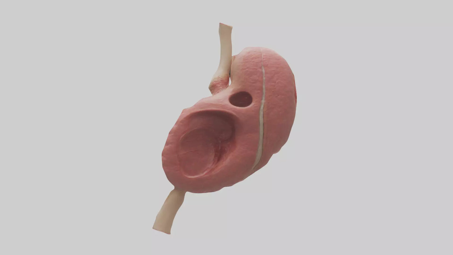 3D model Human Spleen Model VR / AR / low-poly