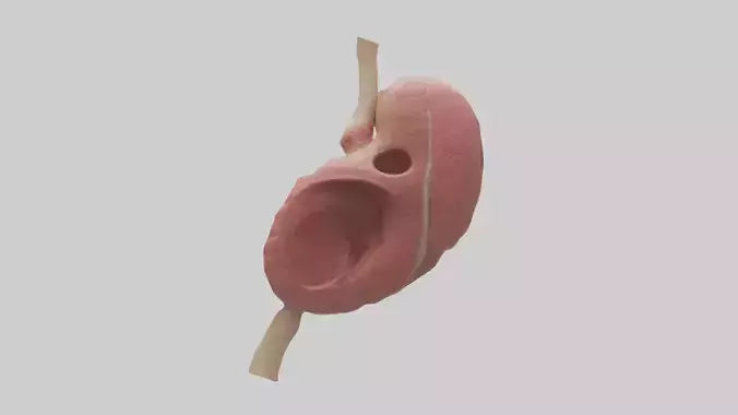 3D model Human Spleen Model VR / AR / low-poly