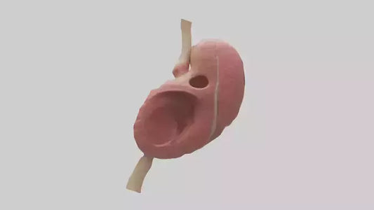 3D model Human Spleen Model VR / AR / low-poly