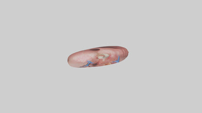 3D model Human Spleen Model VR / AR / low-poly