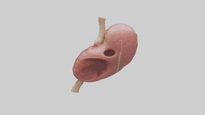 3D model Human Spleen Model VR / AR / low-poly