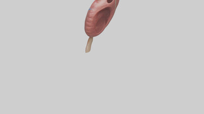 3D model Human Spleen Model VR / AR / low-poly