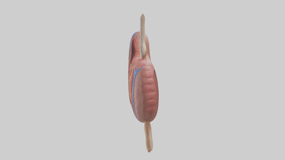 3D model Human Spleen Model VR / AR / low-poly