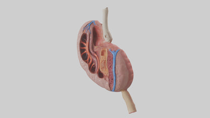 3D model Human Spleen Model VR / AR / low-poly