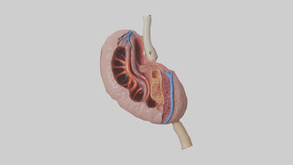 3D model Human Spleen Model VR / AR / low-poly