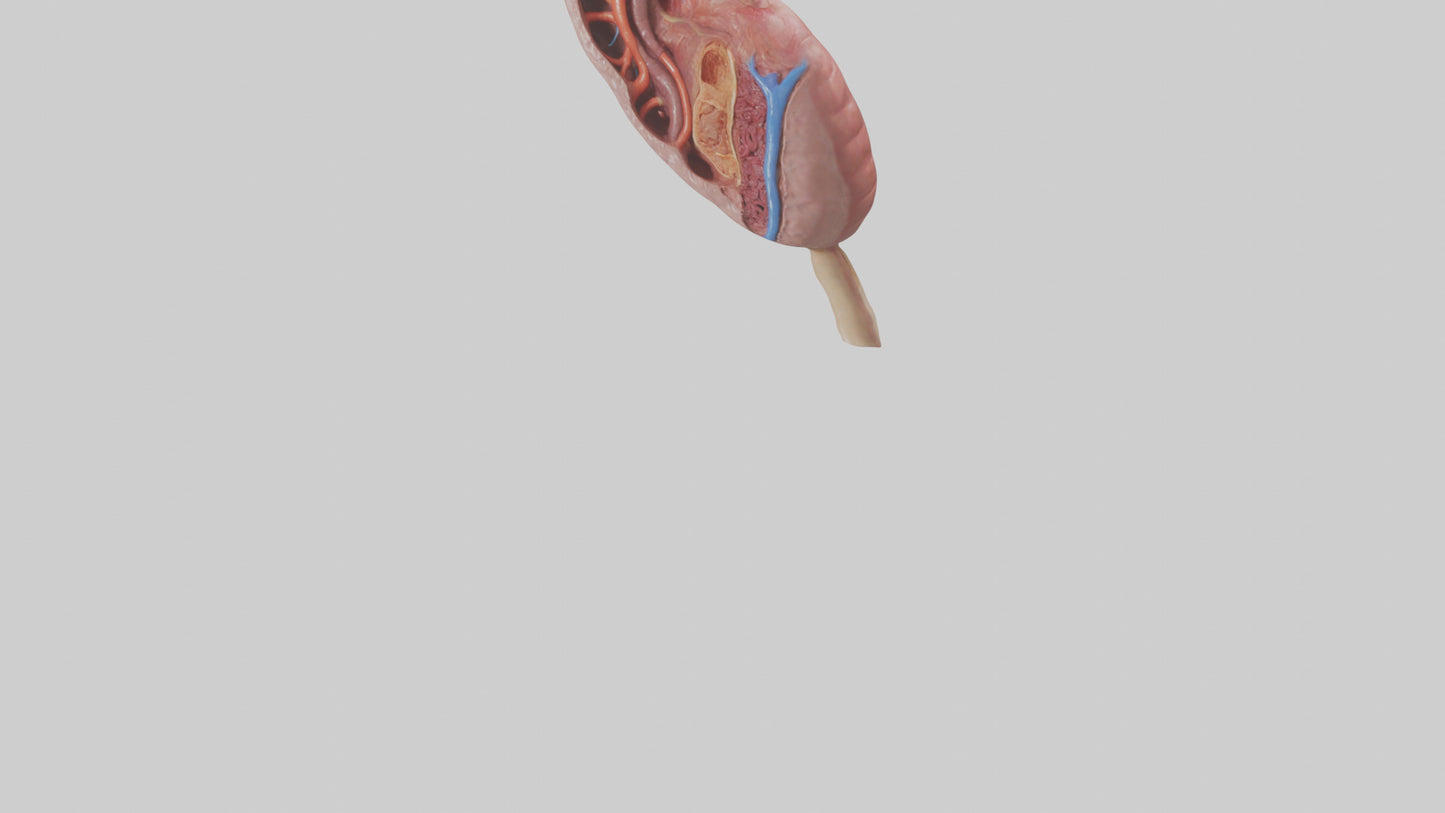 3D model Human Spleen Model VR / AR / low-poly