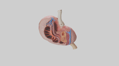 3D model Human Spleen Model VR / AR / low-poly