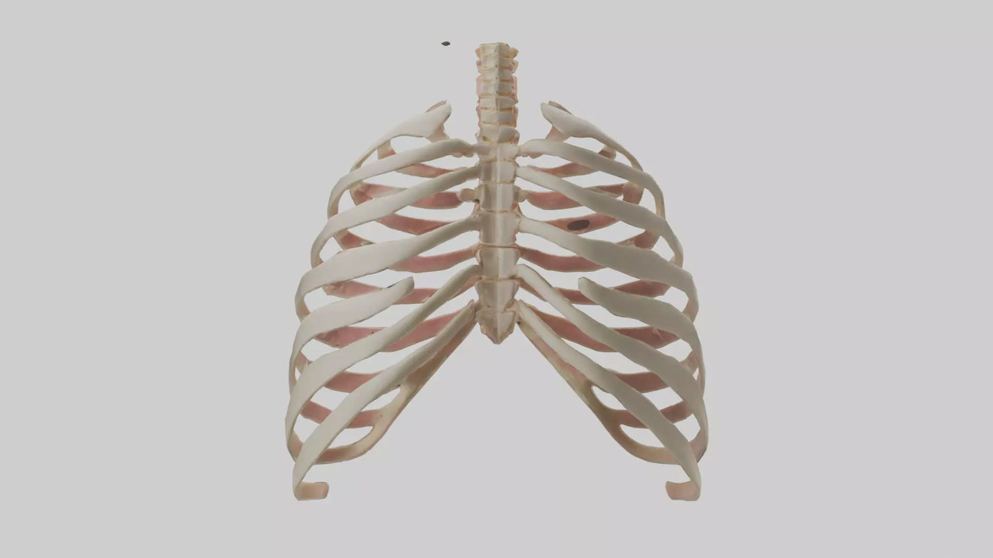 3D model Human Sternum Model VR / AR / low-poly