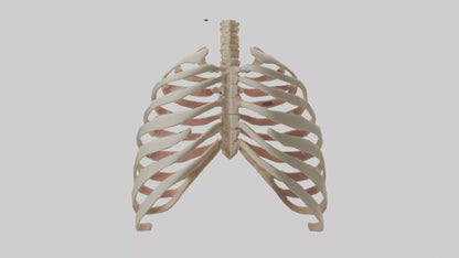 3D model Human Sternum Model VR / AR / low-poly