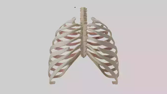 3D model Human Sternum Model VR / AR / low-poly