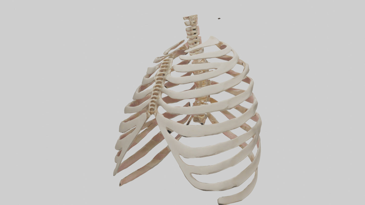 3D model Human Sternum Model VR / AR / low-poly