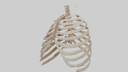 3D model Human Sternum Model VR / AR / low-poly