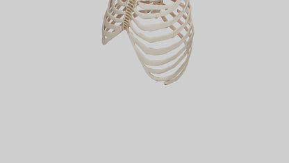 3D model Human Sternum Model VR / AR / low-poly