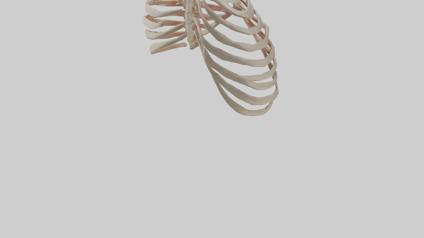 3D model Human Sternum Model VR / AR / low-poly
