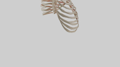 3D model Human Sternum Model VR / AR / low-poly