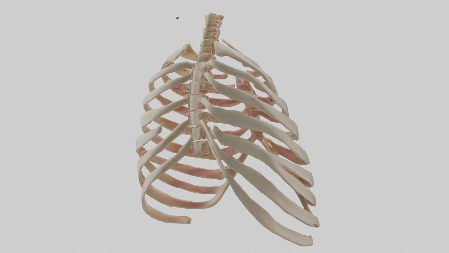 3D model Human Sternum Model VR / AR / low-poly