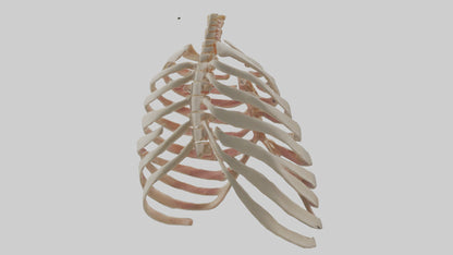 3D model Human Sternum Model VR / AR / low-poly
