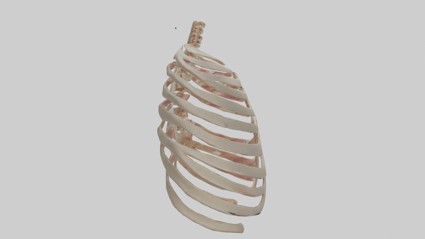 3D model Human Sternum Model VR / AR / low-poly