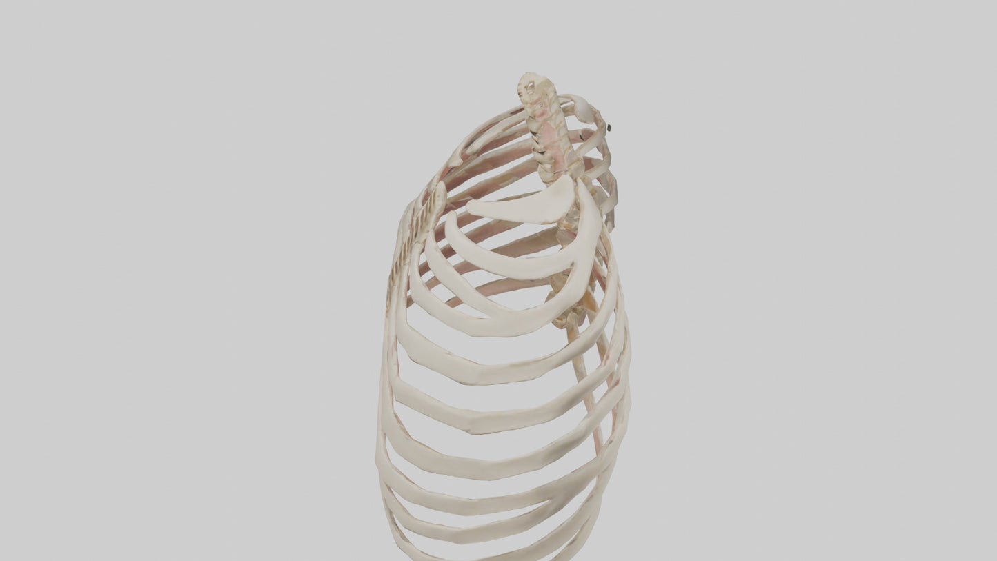 3D model Human Sternum Model VR / AR / low-poly