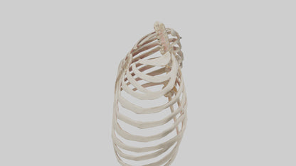 3D model Human Sternum Model VR / AR / low-poly