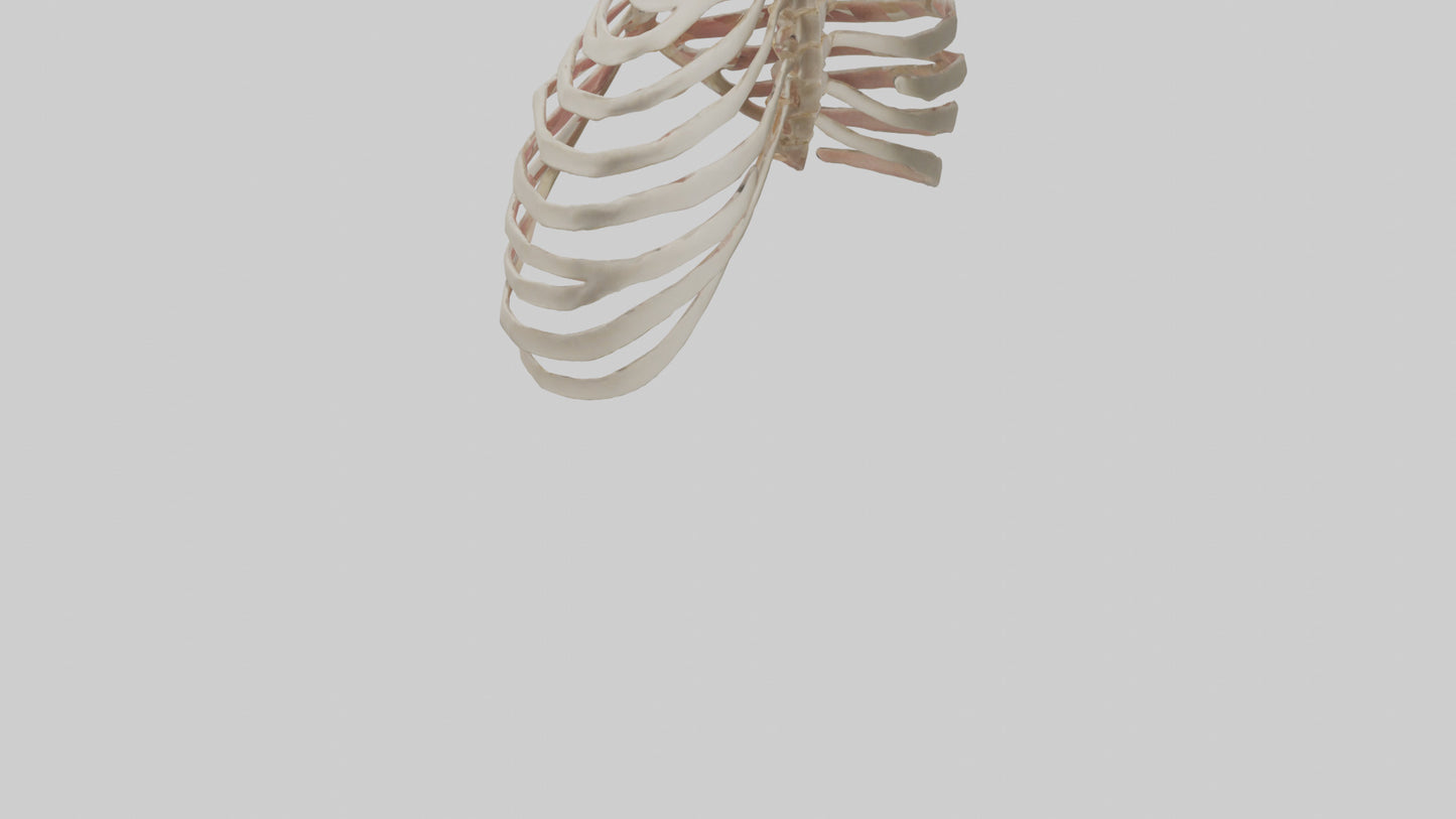 3D model Human Sternum Model VR / AR / low-poly