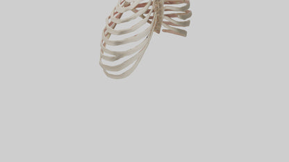 3D model Human Sternum Model VR / AR / low-poly