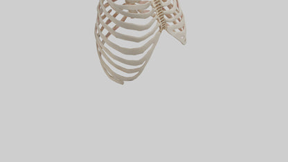 3D model Human Sternum Model VR / AR / low-poly