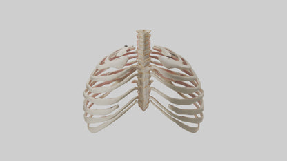 3D model Human Sternum Model VR / AR / low-poly