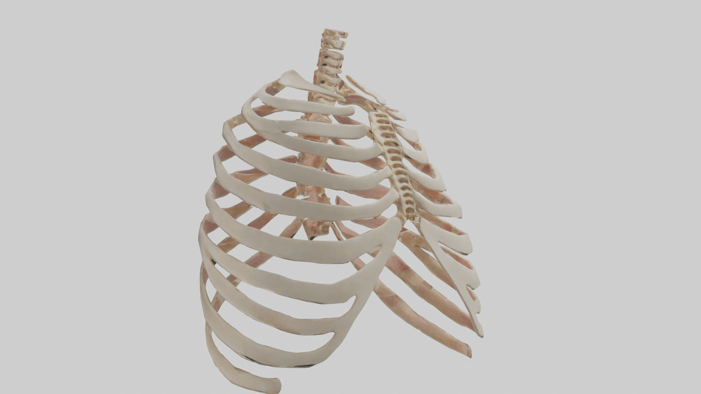 3D model Human Sternum Model VR / AR / low-poly