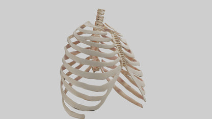 3D model Human Sternum Model VR / AR / low-poly