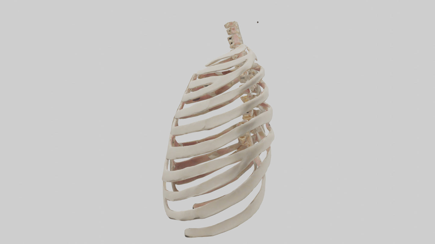 3D model Human Sternum Model VR / AR / low-poly