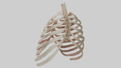 3D model Human Sternum Model VR / AR / low-poly