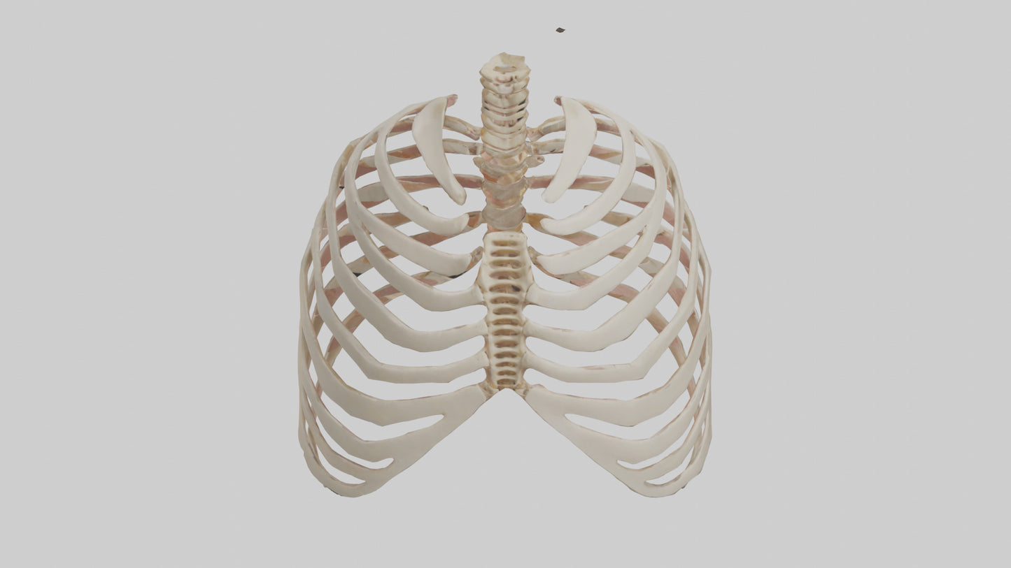 3D model Human Sternum Model VR / AR / low-poly