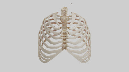 3D model Human Sternum Model VR / AR / low-poly