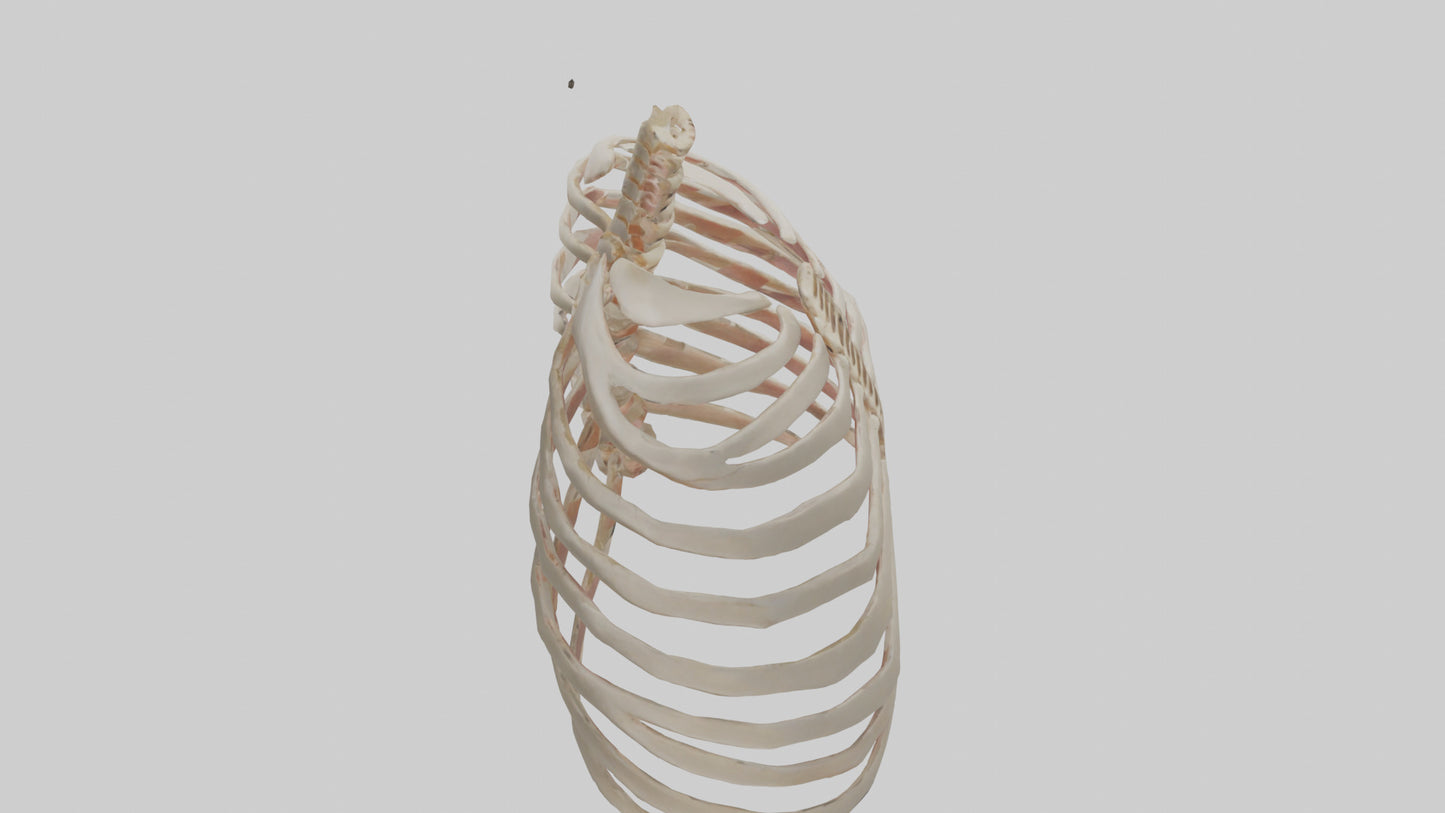 3D model Human Sternum Model VR / AR / low-poly