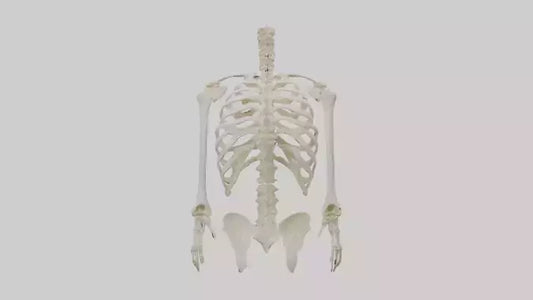 3D model Human Sternum Skeleton model VR / AR / low-poly