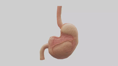 3D model Human Stomach Model VR / AR / low-poly