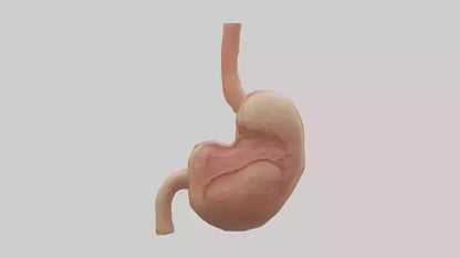 3D model Human Stomach Model VR / AR / low-poly