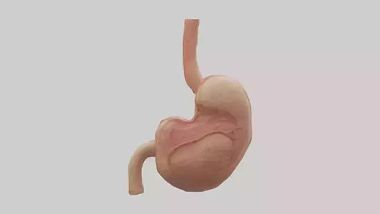 3D model Human Stomach Model VR / AR / low-poly