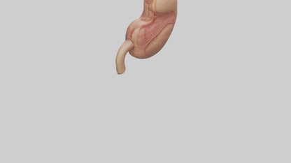 3D model Human Stomach Model VR / AR / low-poly