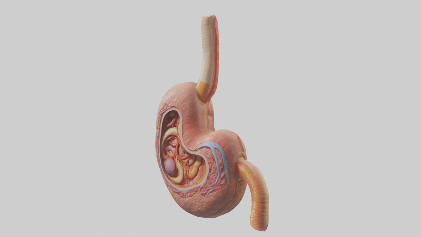 3D model Human Stomach Model VR / AR / low-poly