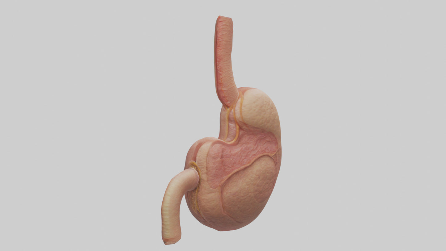 3D model Human Stomach Model VR / AR / low-poly