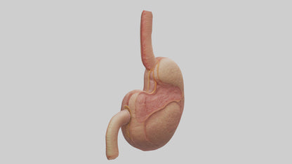 3D model Human Stomach Model VR / AR / low-poly