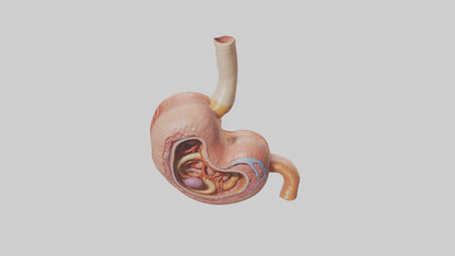 3D model Human Stomach Model VR / AR / low-poly