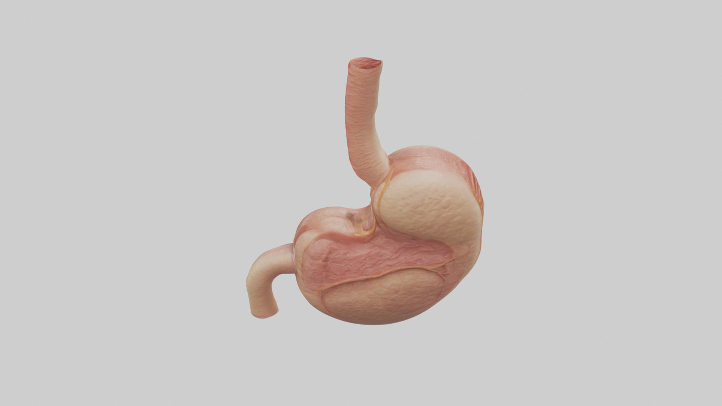 3D model Human Stomach Model VR / AR / low-poly