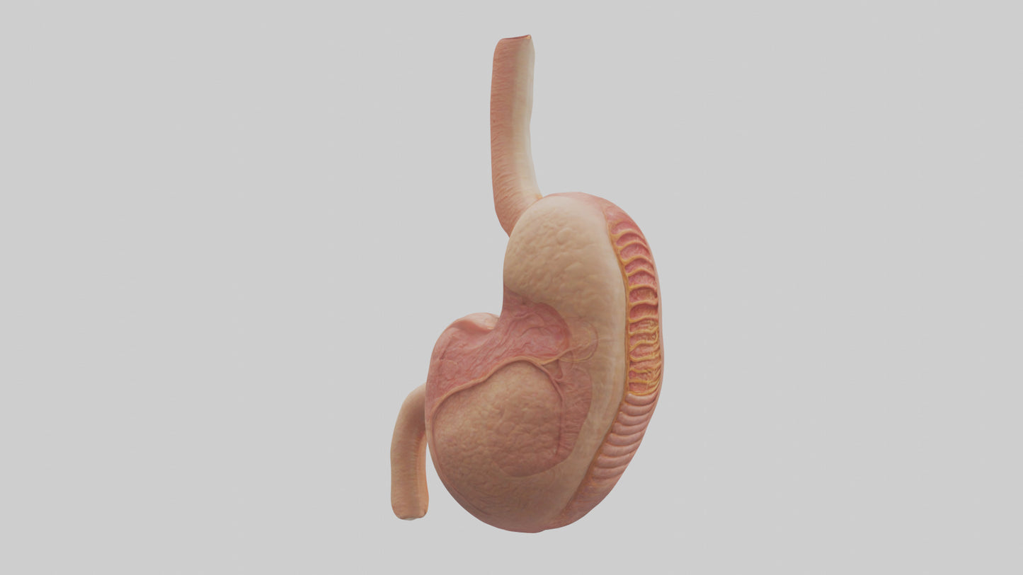 3D model Human Stomach Model VR / AR / low-poly