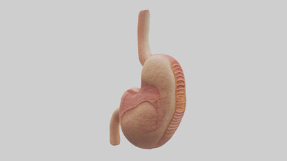 3D model Human Stomach Model VR / AR / low-poly